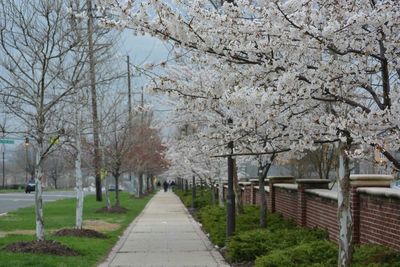 Footpath leading towards trees