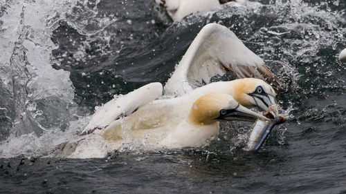 Birds catching fish in sea