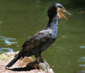 Close-up of a bird