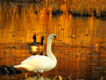 Swan swimming in lake