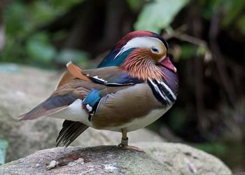 Side view of male mandarin duck on rock