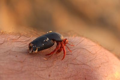 Close-up of insect