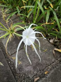 High angle view of white flower blooming outdoors