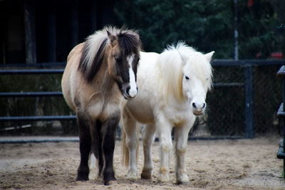 Horses standing in ranch