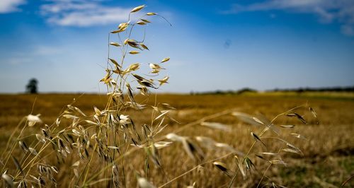 Plant growing on field against sky