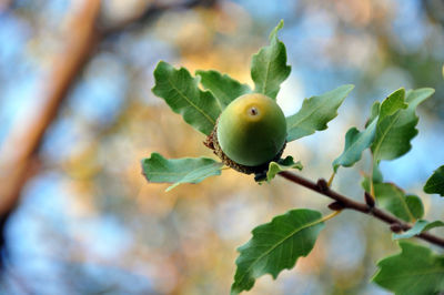 Close-up of fruits on tree