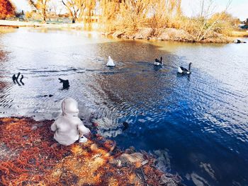 Swan in lake