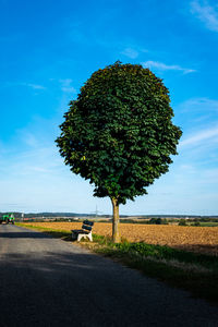 Tree on field by road against sky