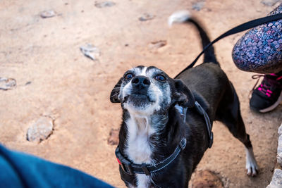 High angle portrait of black dog on land