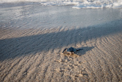 High angle view of crab on beach