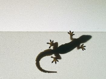 High angle view of lizard on wall