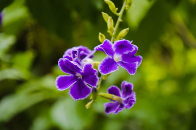 Close-up of purple flowering plant