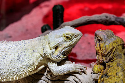 Close-up of a lizard