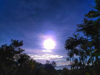 Sun shining through trees