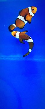 Close-up of jellyfish swimming underwater