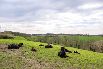 Sheep on grassy field against sky