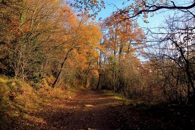 Trees growing in forest during autumn