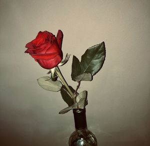 Close-up of red rose against wall