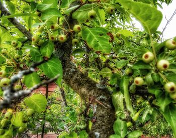 Plants growing on a tree