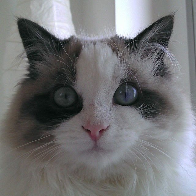 domestic cat, cat, one animal, pets, animal themes, domestic animals, feline, looking at camera, portrait, whisker, mammal, indoors, close-up, animal head, animal eye, staring, alertness, front view, white color, animal body part