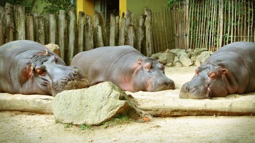 Hippopotamuses sleeping on field