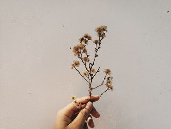 Cropped image of person holding dry flower plant against wall