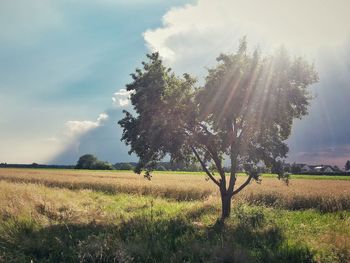 Scenic view of grassy field against sky