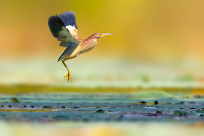 Close-up of bird flying