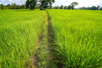 Scenic view of agricultural field