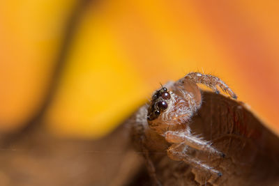 Close-up of spider on web