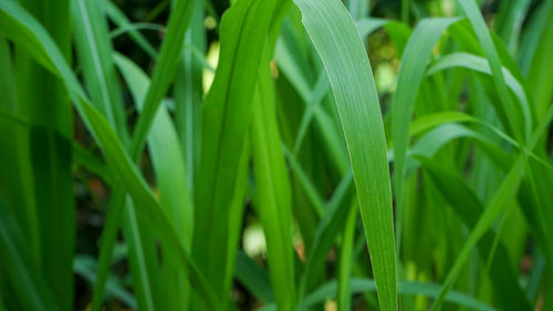 Full frame shot of grass growing on field