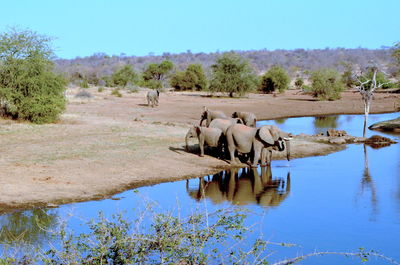 View of horse drinking water