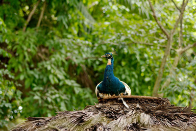 Peacock sitting on the thatched roof in the forest.