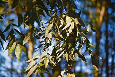 Low angle view of tree branch