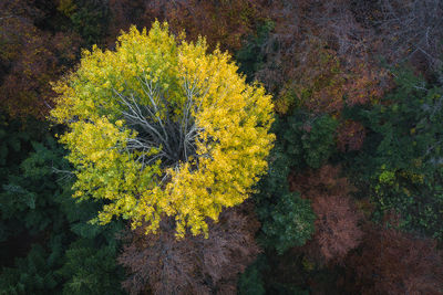 High angle view of trees at forest during autumn