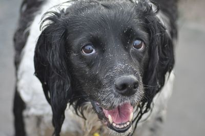 Close-up of dog outdoors