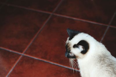 Close-up of a cat looking away