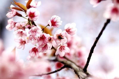 Close-up of pink cherry blossom