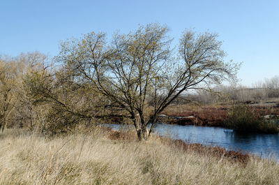 Bare tree by river against clear sky