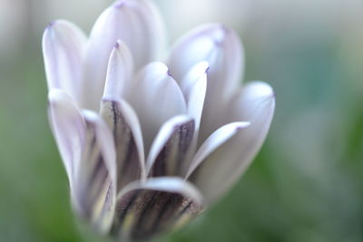 Macro shot of flower