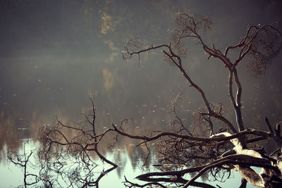 Bare tree by lake against sky during winter