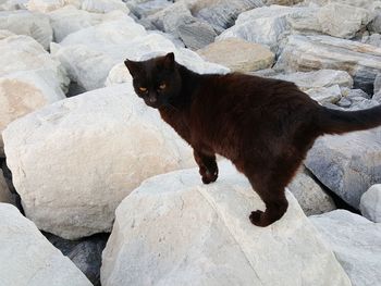 Black cat on rock