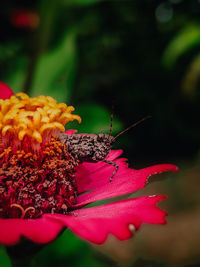 Close-up of butterfly on red flower