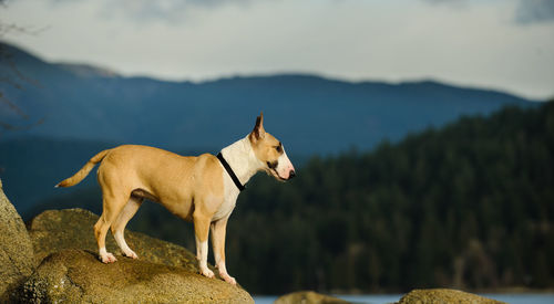 Dog standing on rock against sky