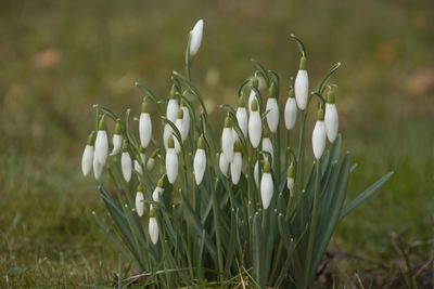 Close-up of white crocus blooming on field