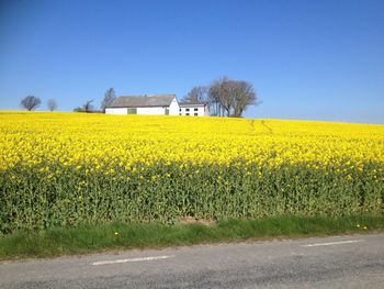 Yellow flower field against clear sky