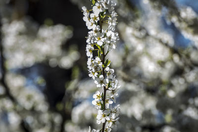 Close-up of white flowers blooming on tree