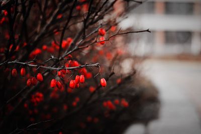 Close-up of red tree