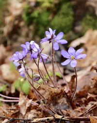 Close-up of purple flowering plant on field