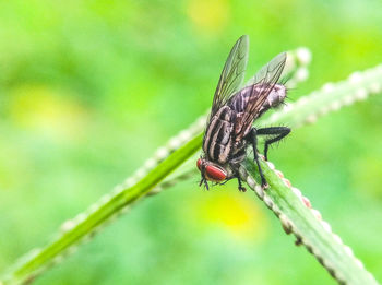 Close-up of insect on leaf